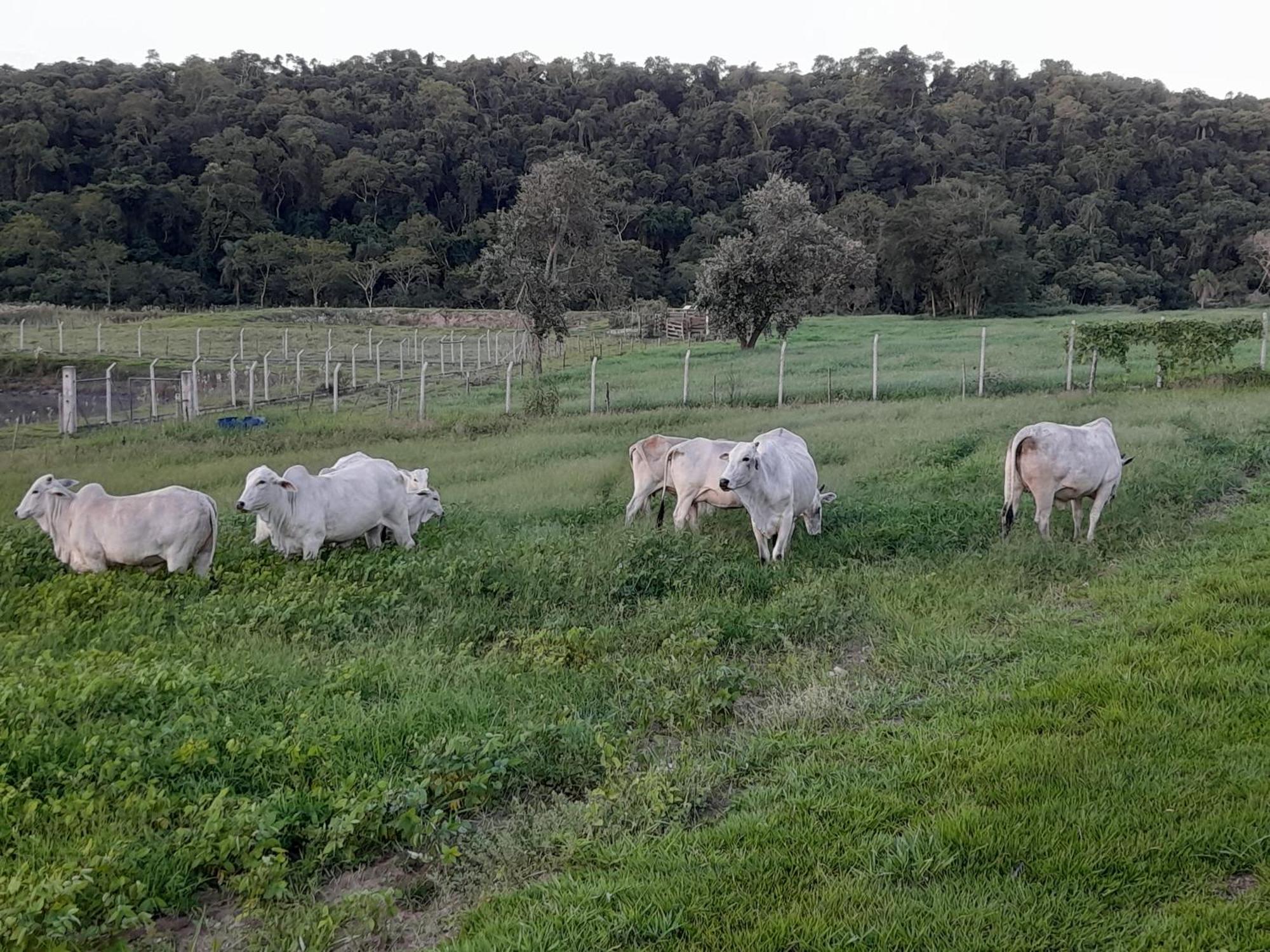 פיראז'ו Hotel Fazenda Recanto Do Monte Alegre מראה חיצוני תמונה