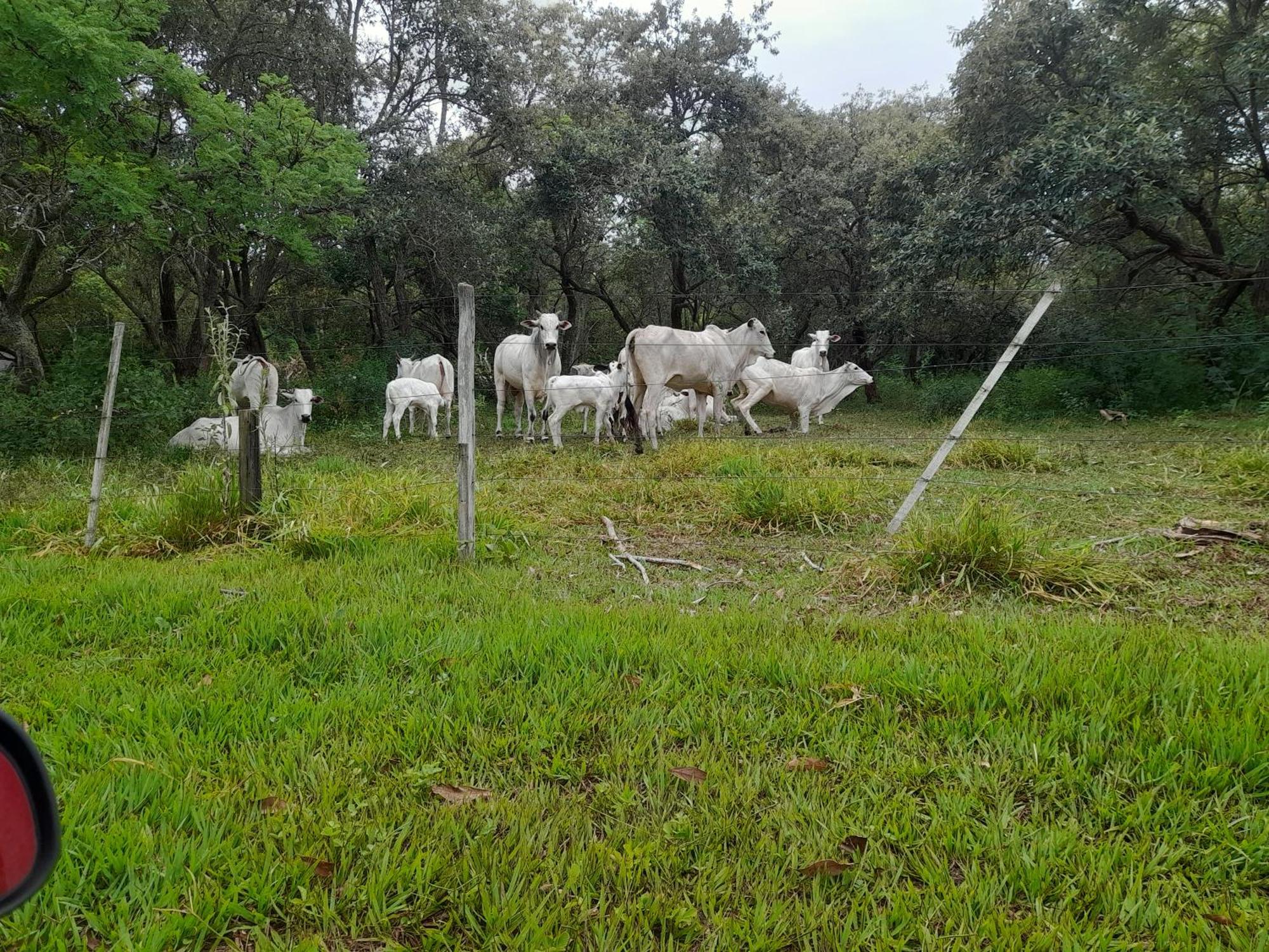 פיראז'ו Hotel Fazenda Recanto Do Monte Alegre מראה חיצוני תמונה